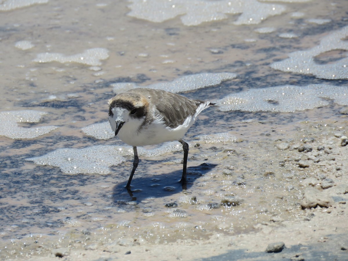 Puna Plover - ML647400763