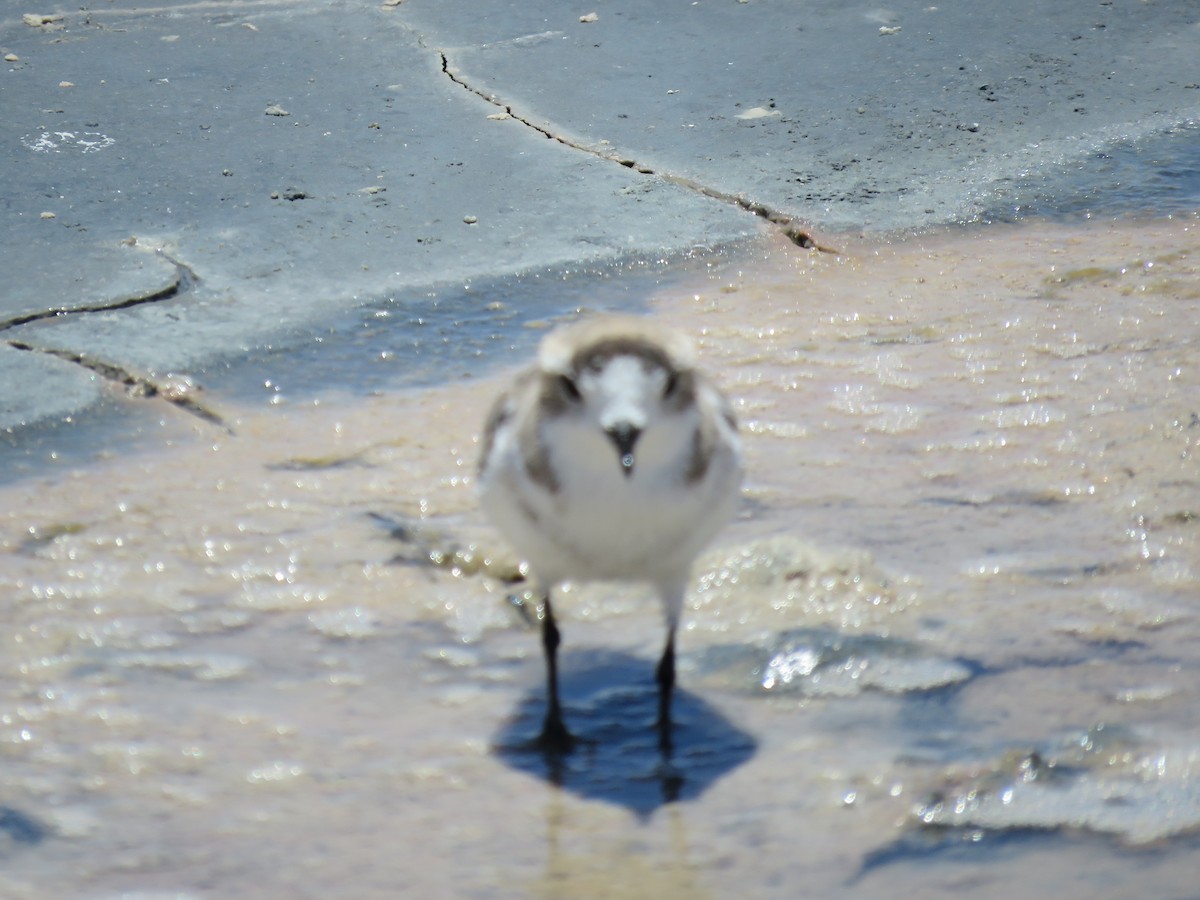 Puna Plover - ML647400764