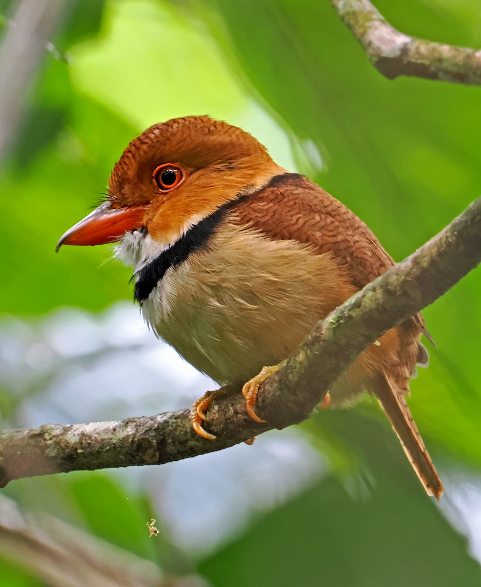 Collared Puffbird - ML647400765