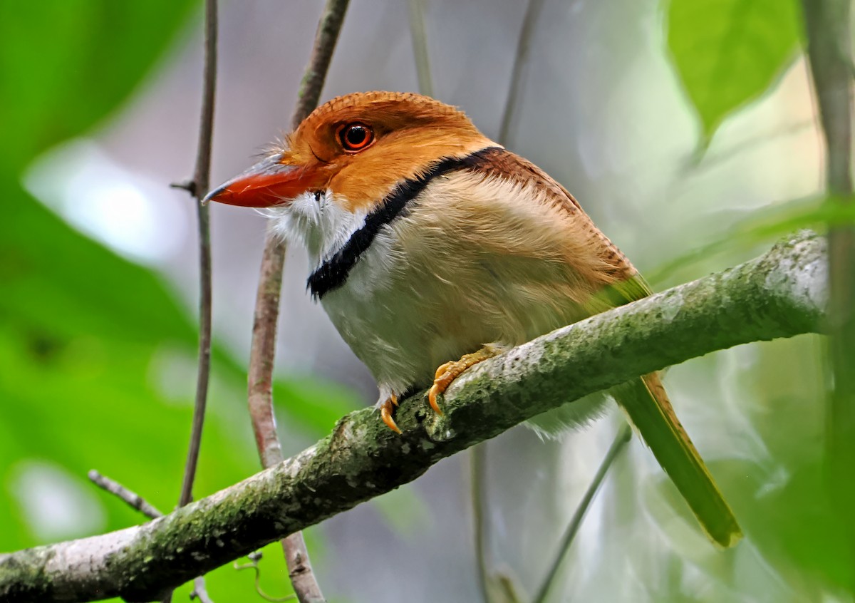 Collared Puffbird - ML647400766