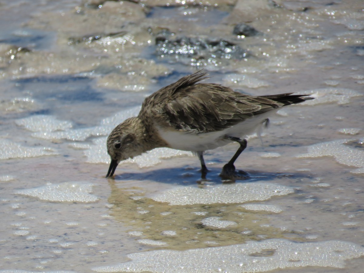 Baird's Sandpiper - ML647400767