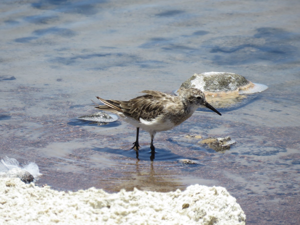 Baird's Sandpiper - ML647400771