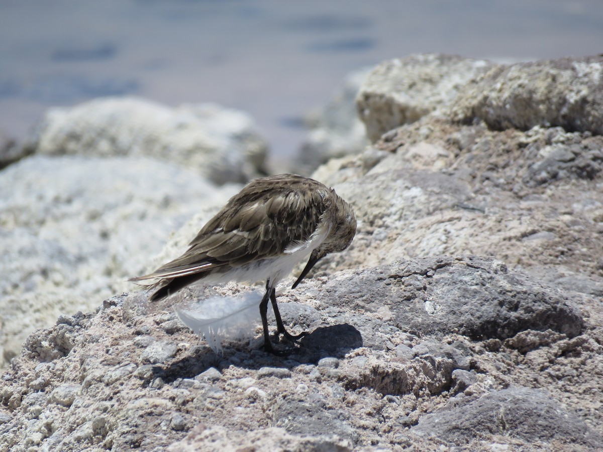 Baird's Sandpiper - ML647400773