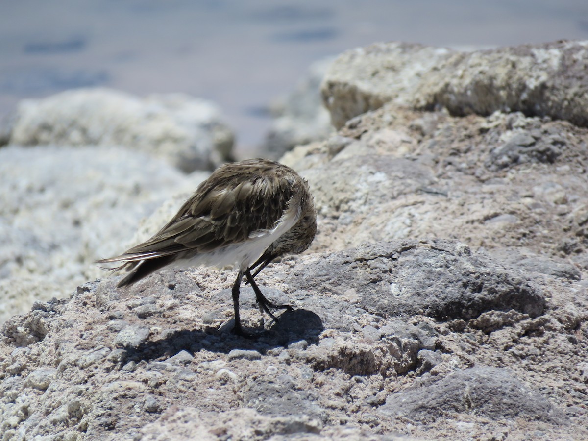 Baird's Sandpiper - ML647400777