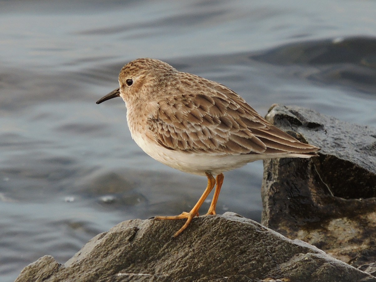 jespák drobný - ML647400779