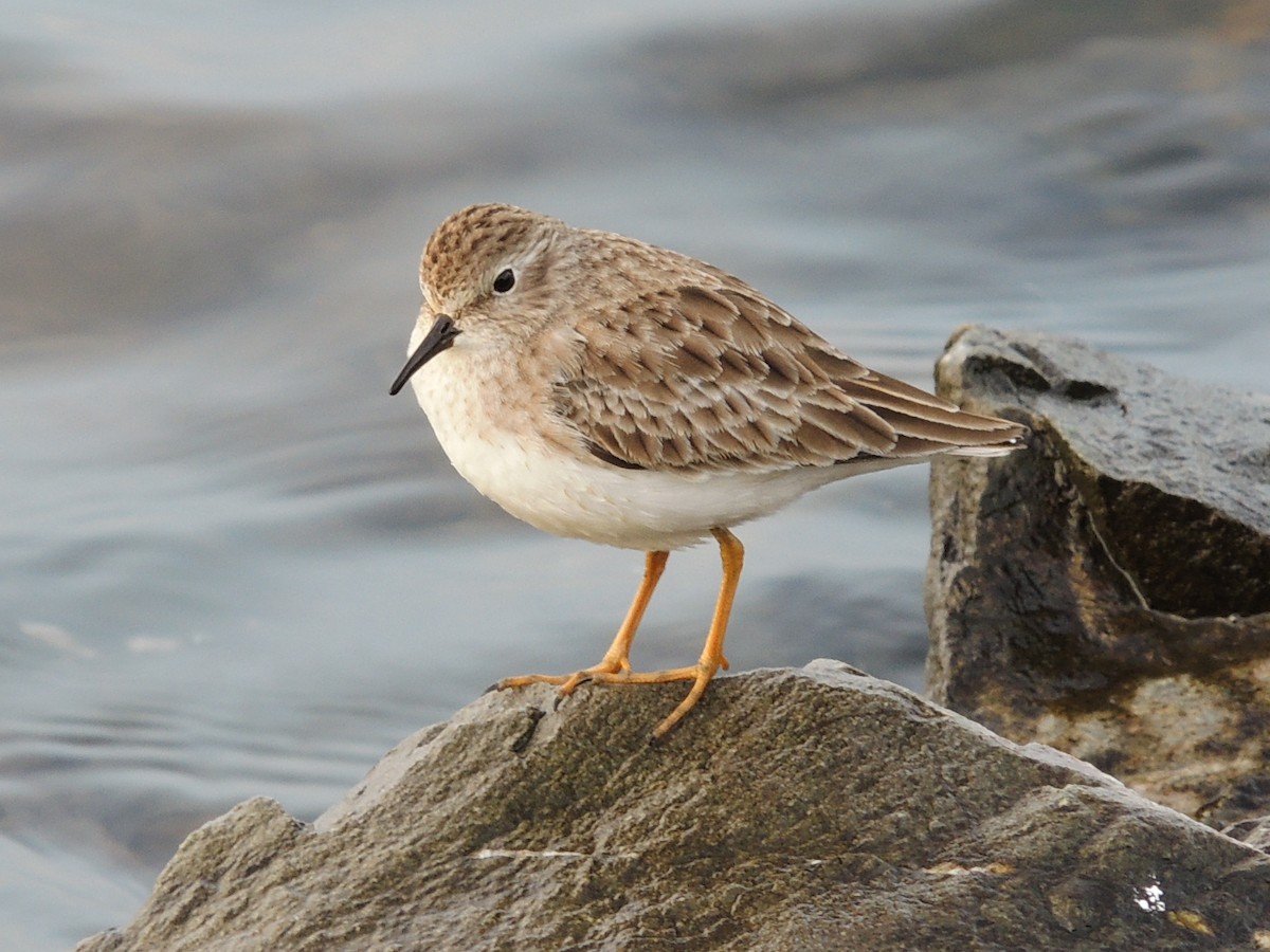 jespák drobný - ML647400782