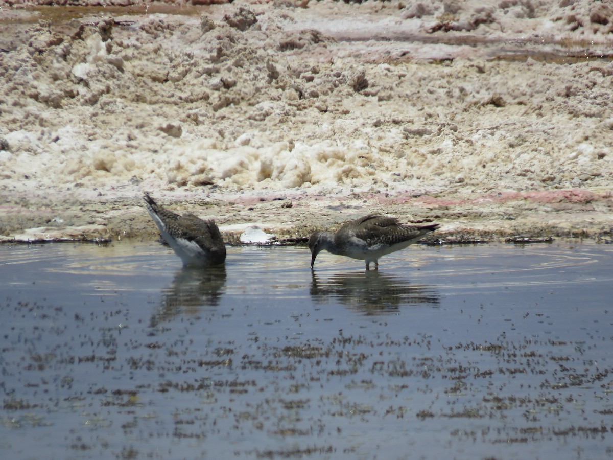 Lesser Yellowlegs - ML647400784
