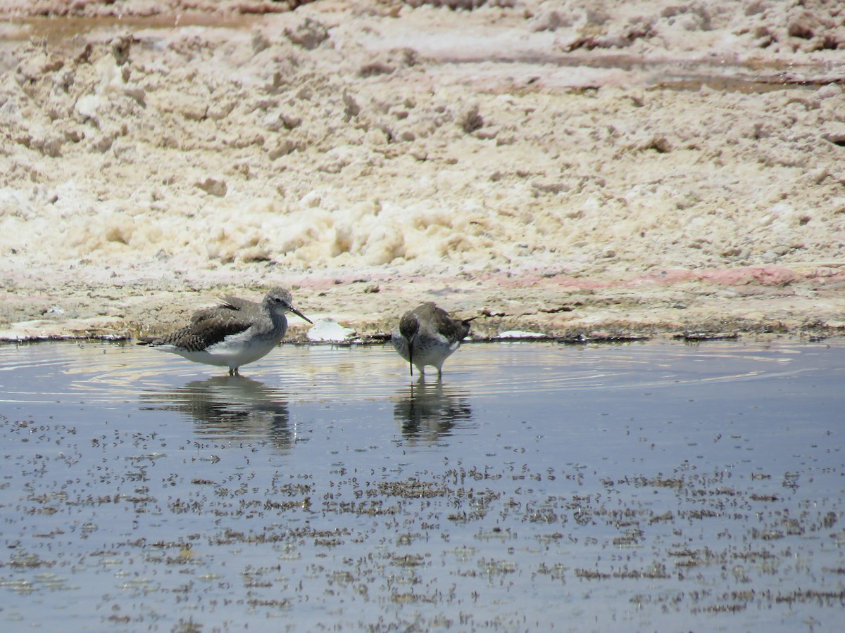 Lesser Yellowlegs - ML647400785