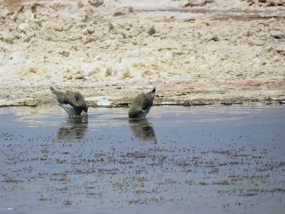 Lesser Yellowlegs - ML647400786