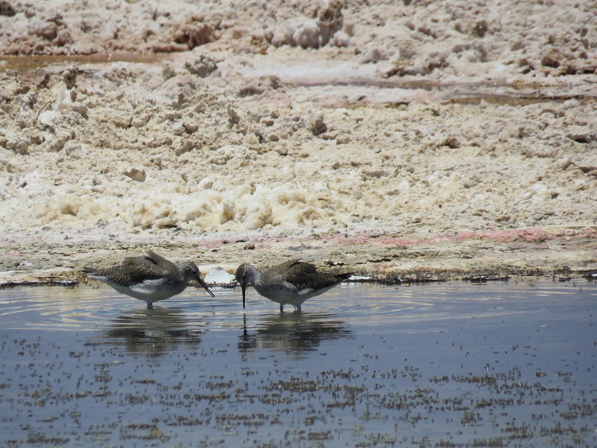Lesser Yellowlegs - ML647400787