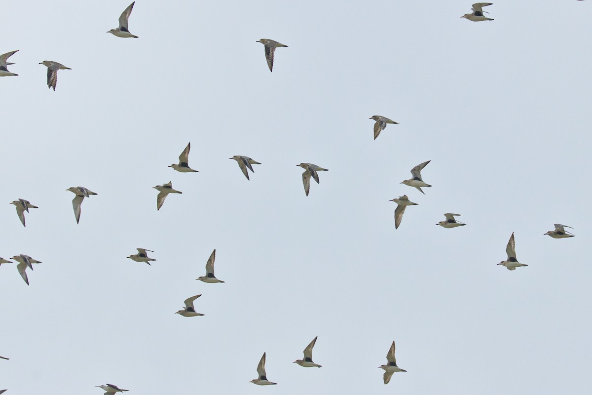 Black-bellied Plover - ML647400789
