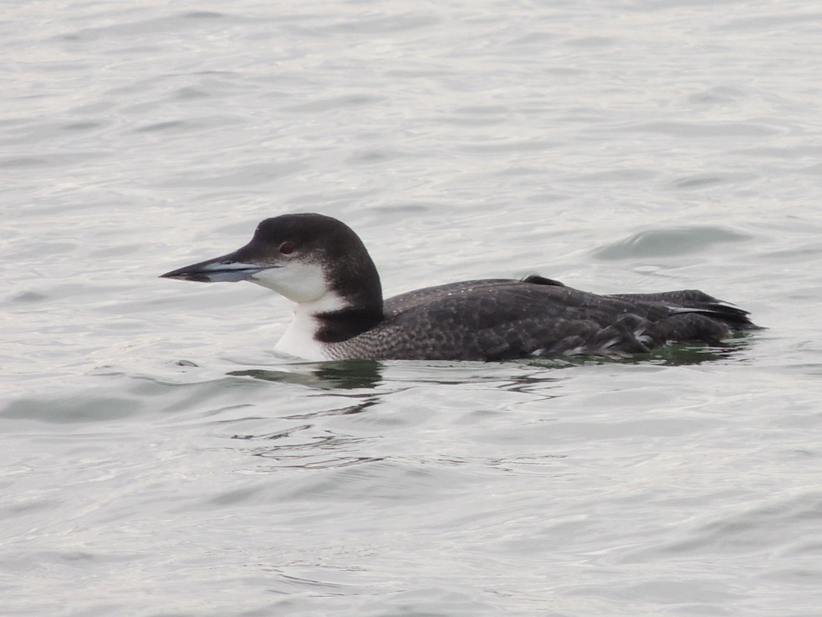 Common Loon - ML647400800