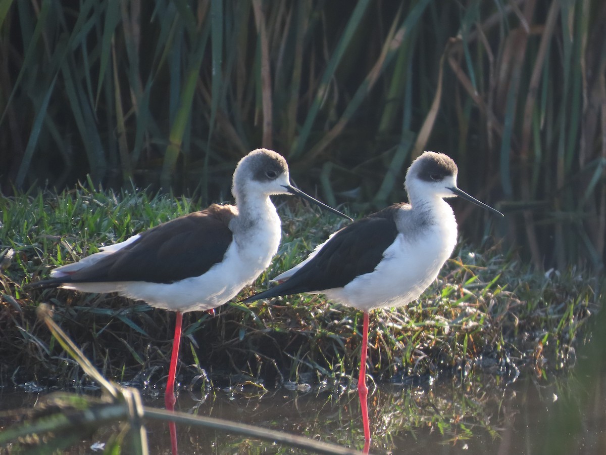 高蹺鴴 - ML647400802