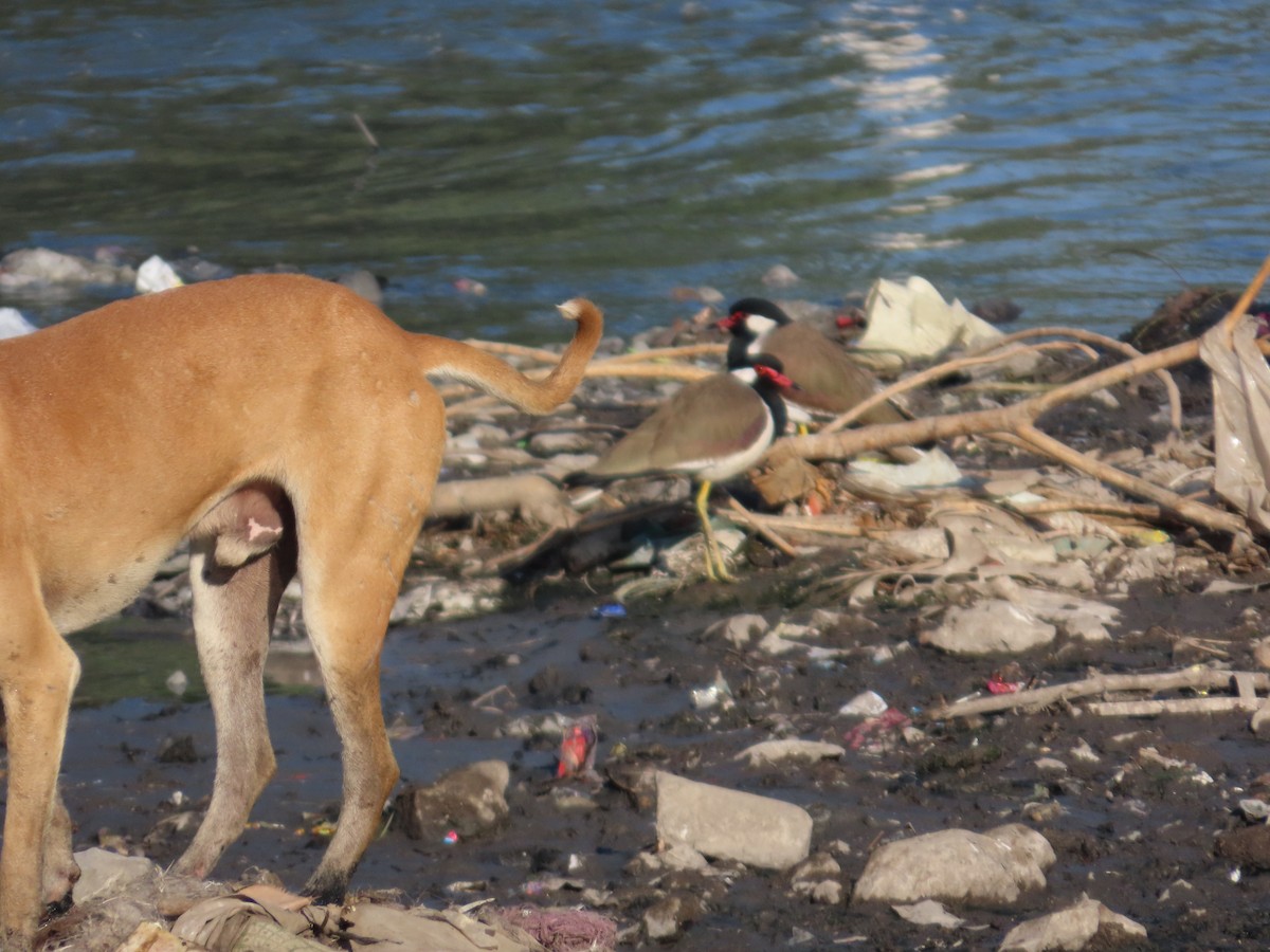 Büyük Kızkuşu - ML647400809