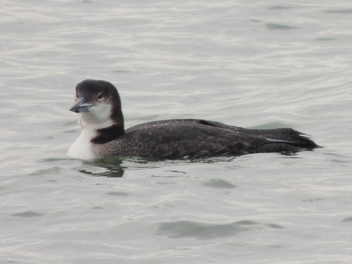 Common Loon - ML647400812
