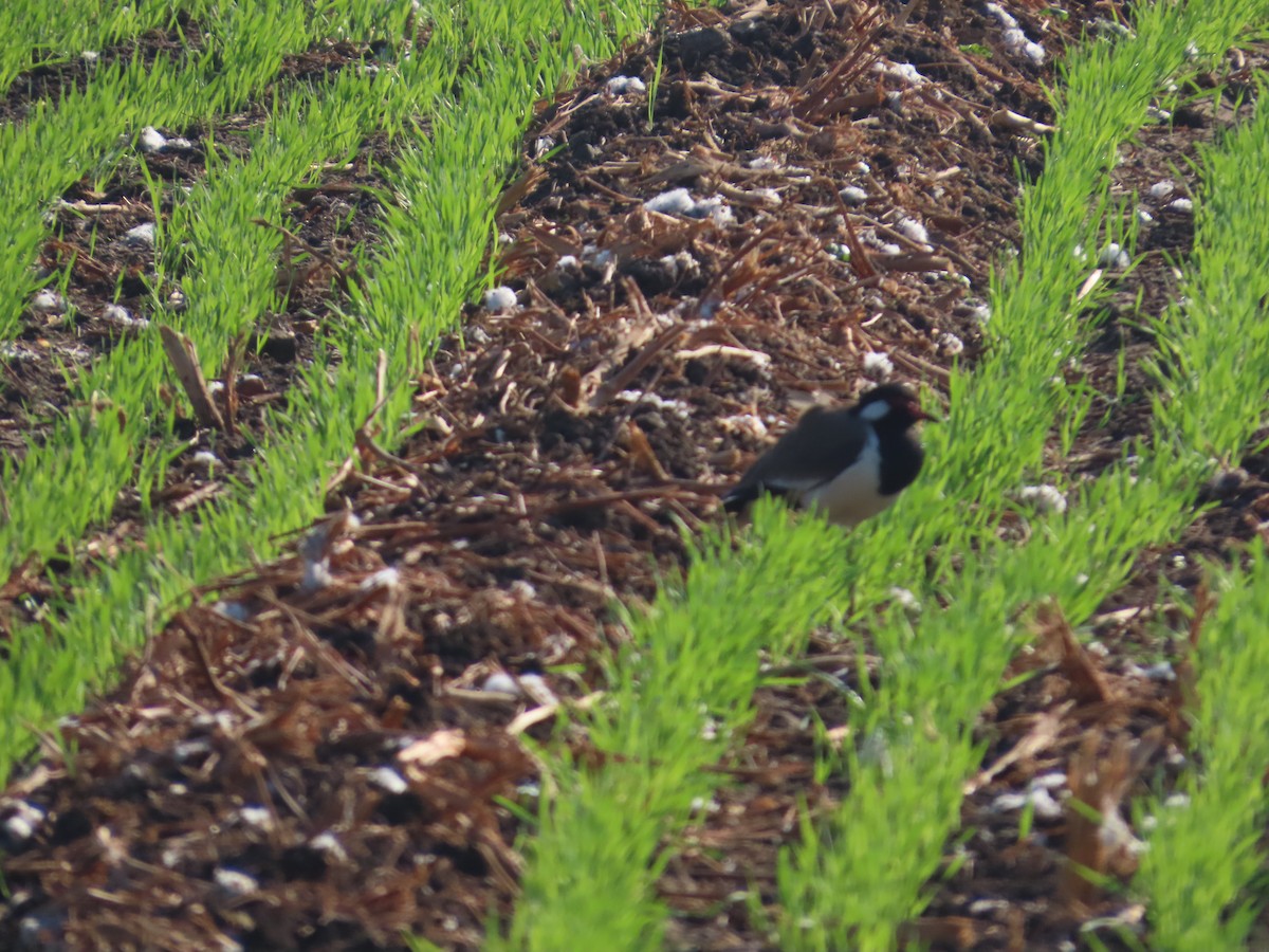 Büyük Kızkuşu - ML647400814