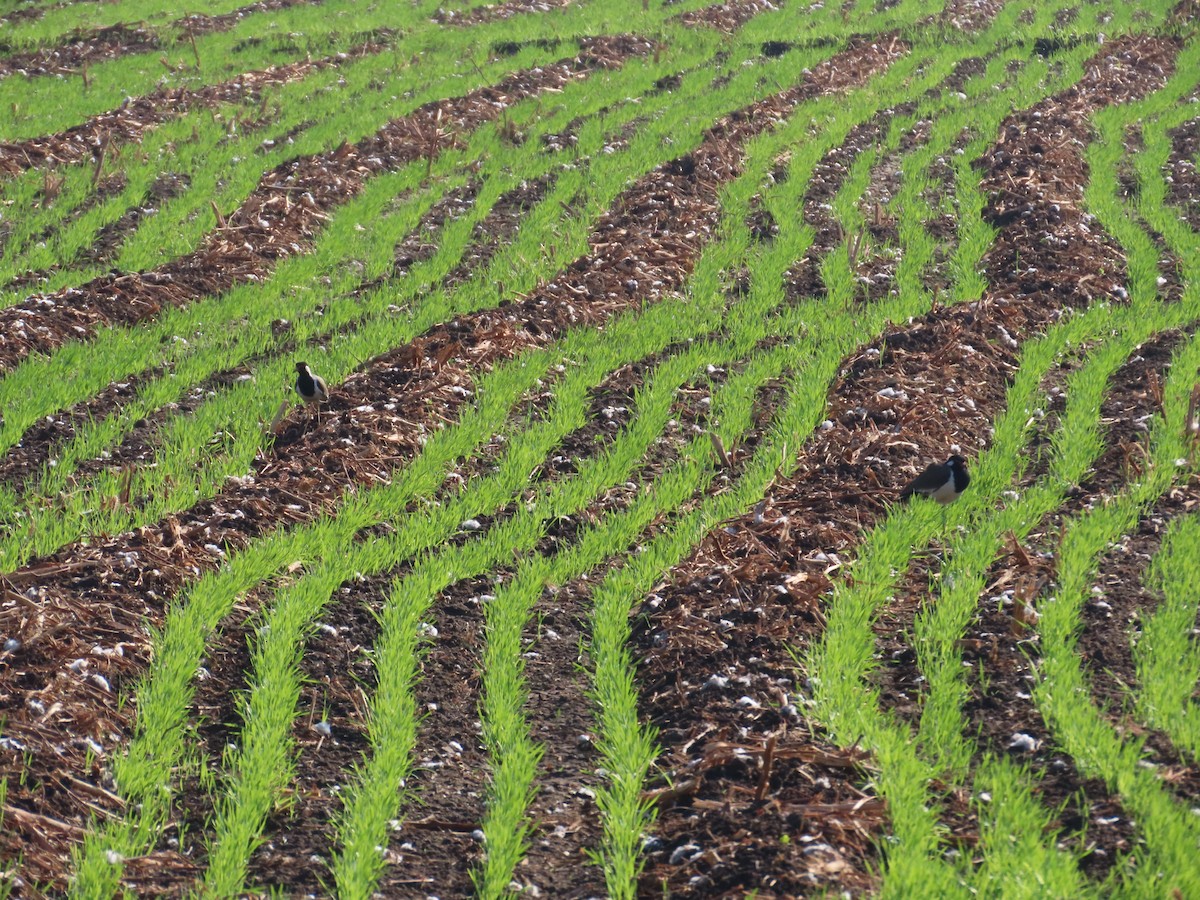 Büyük Kızkuşu - ML647400815