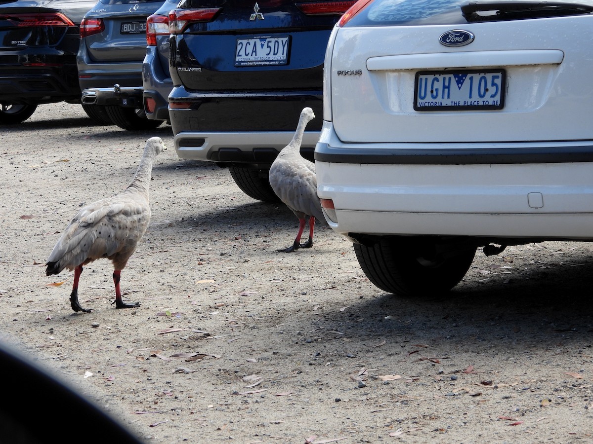 Cape Barren Goose - ML647400821