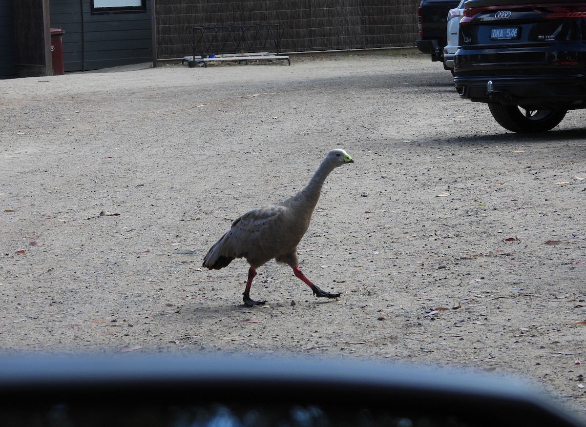 Cape Barren Goose - ML647400822