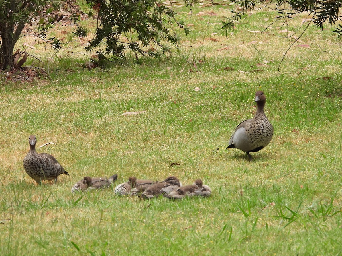 Maned Duck - ML647400824