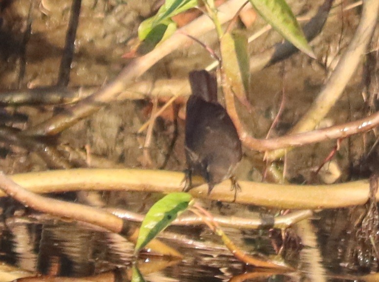 Baikal/Spotted Bush Warbler - ML647400835