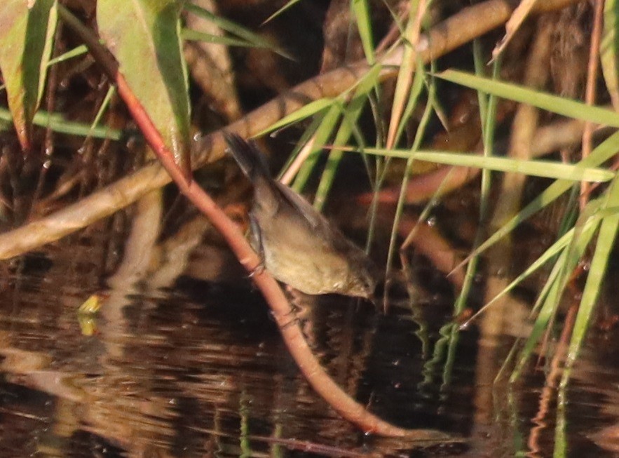 Baikal/Spotted Bush Warbler - ML647400841