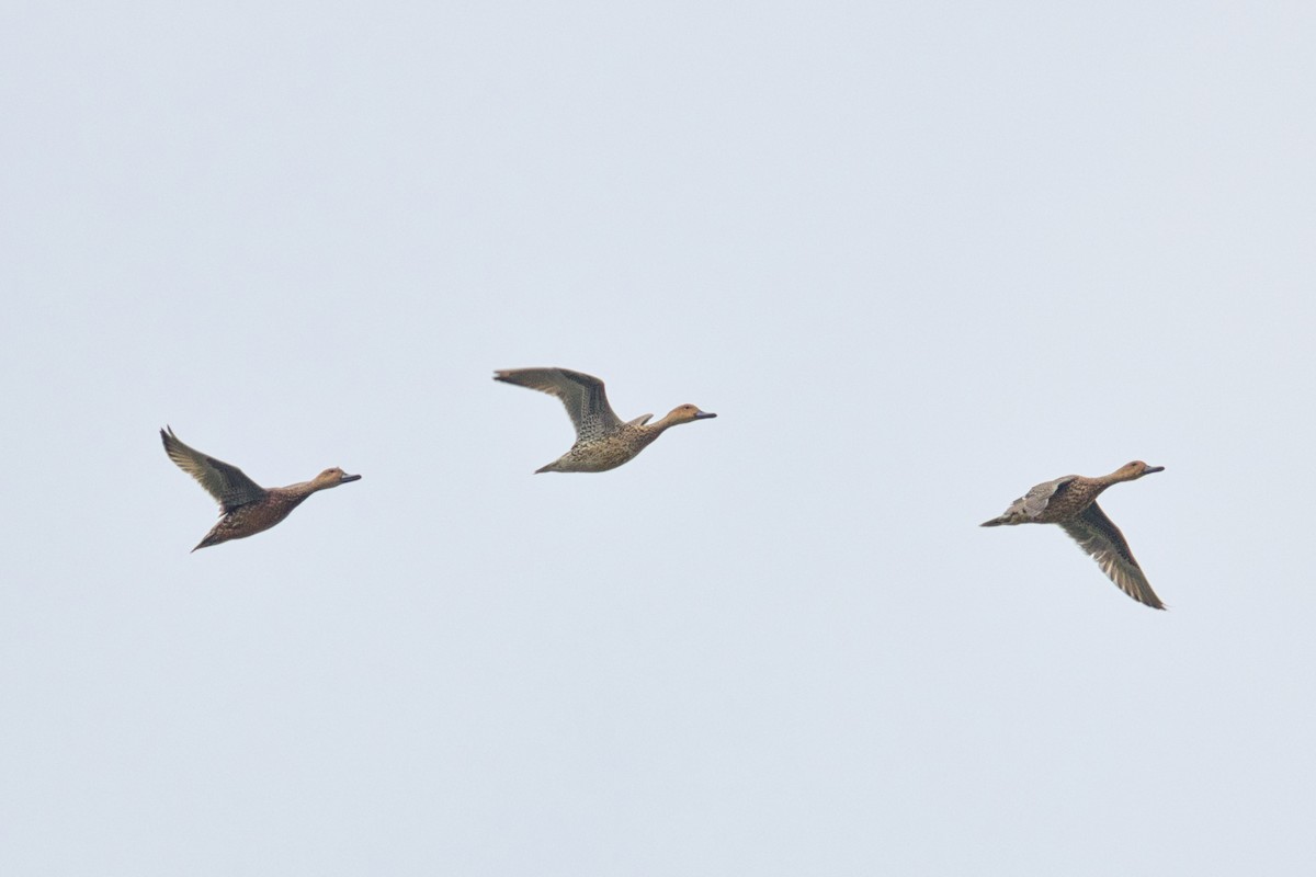 尖尾鴨 - ML647400843