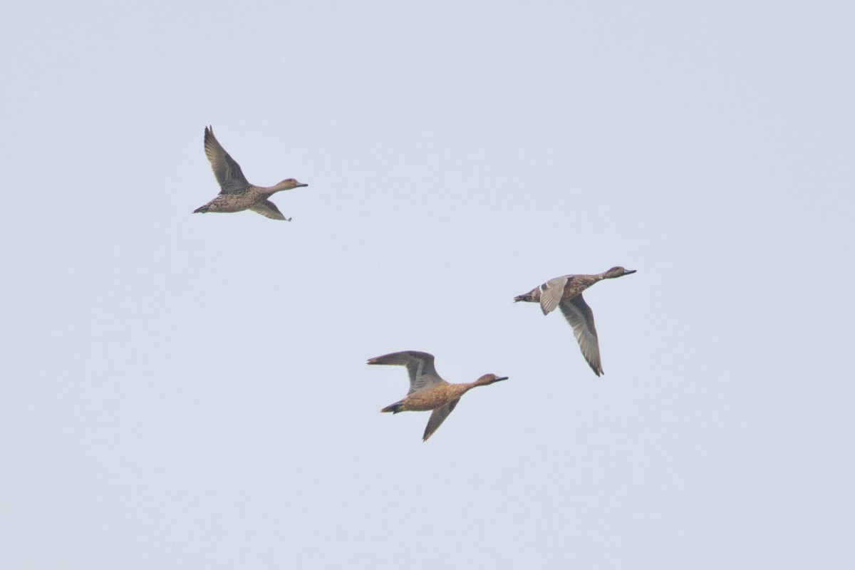 尖尾鴨 - ML647400844