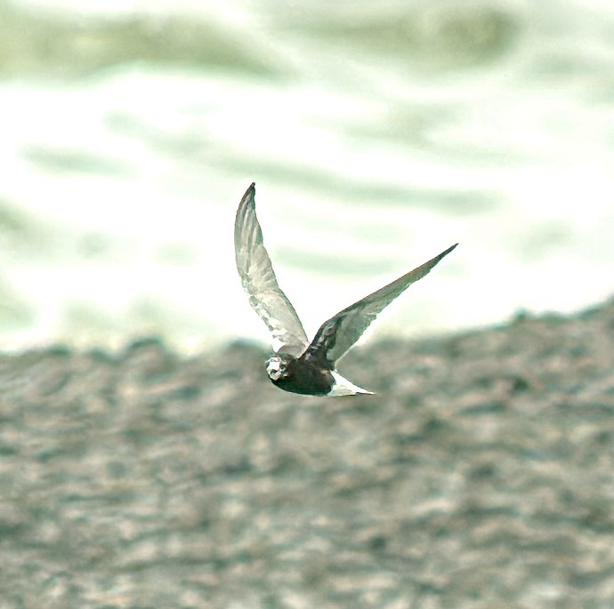 rybák bělokřídlý - ML647400846