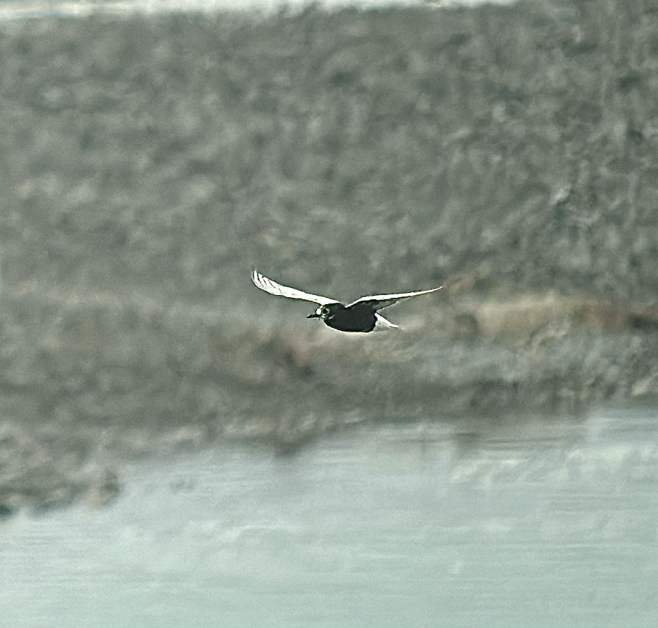 rybák bělokřídlý - ML647400847