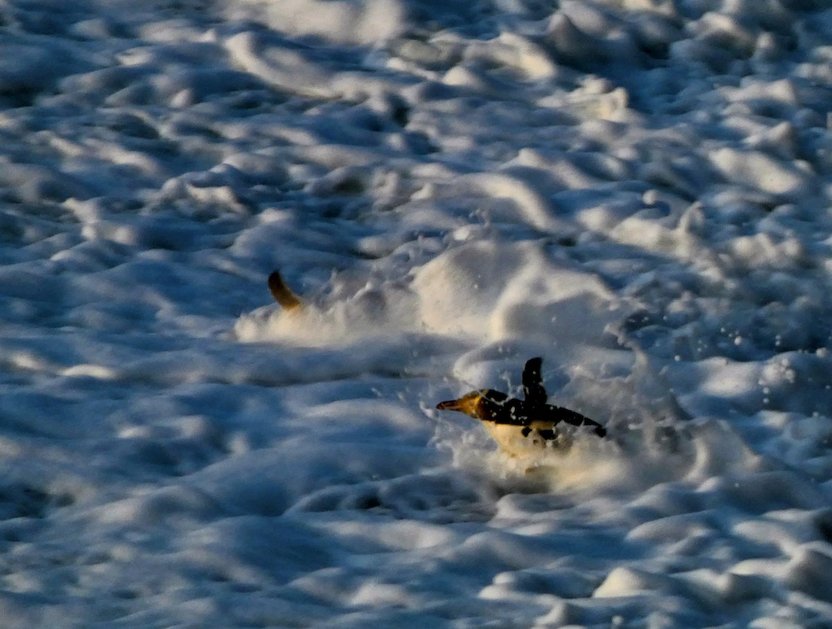 Yellow-eyed Penguin - ML647400848