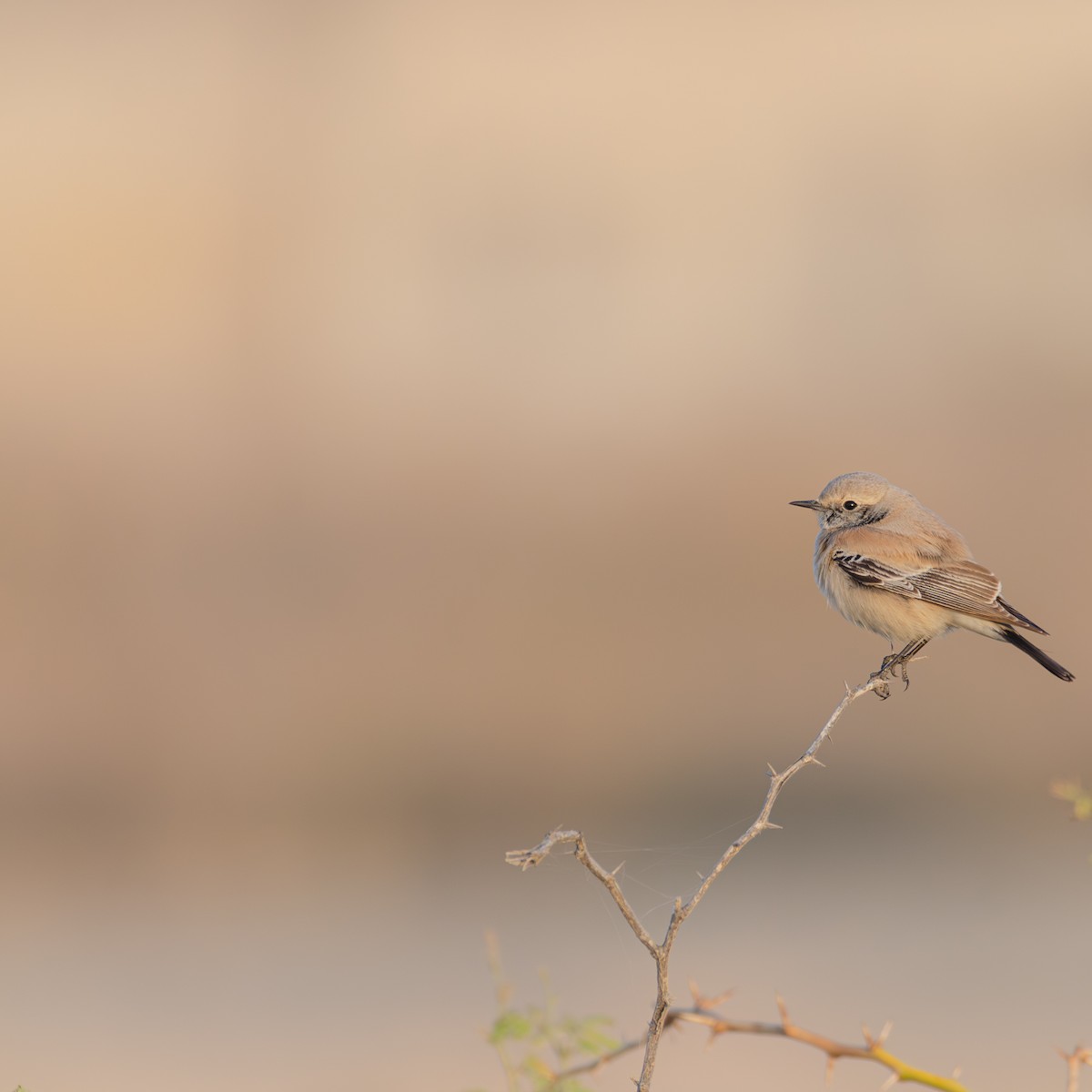 漠䳭 - ML647400850