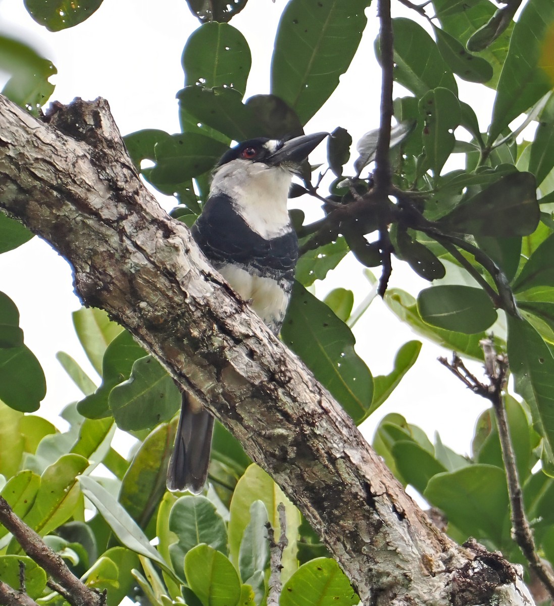 Guianan Puffbird - ML647400854