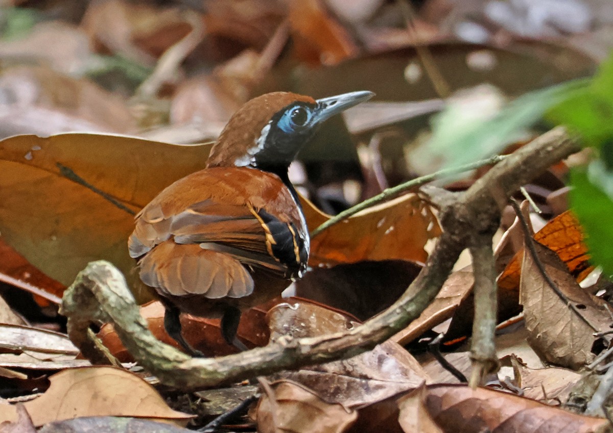 Ferruginous-backed Antbird - ML647400855