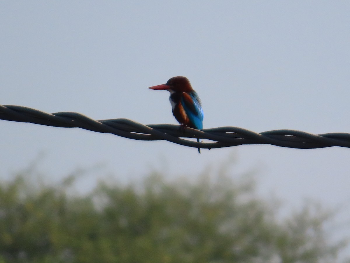 蒼翡翠 - ML647400856