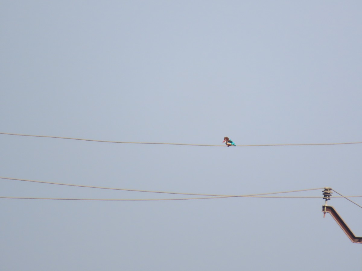 蒼翡翠 - ML647400858