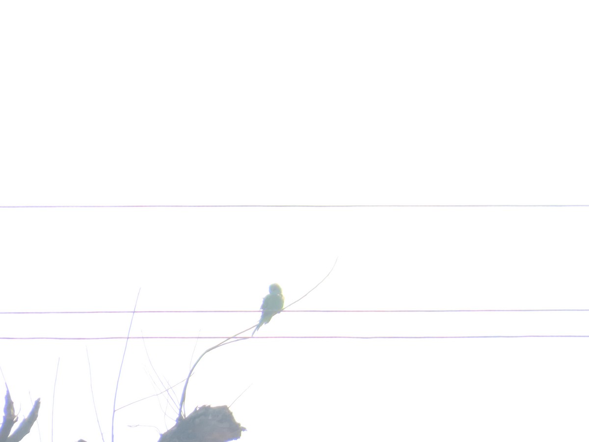 紅領綠鸚鵡 - ML647400861