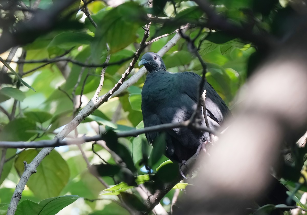 黑林鴿 - ML647400862