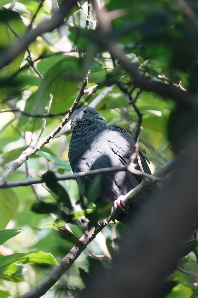 黑林鴿 - ML647400863