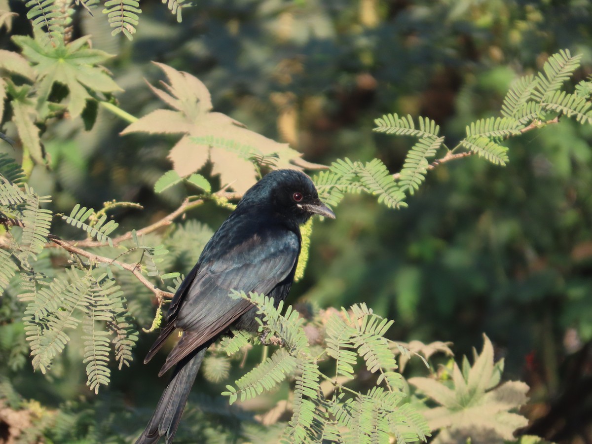 大卷尾 - ML647400866