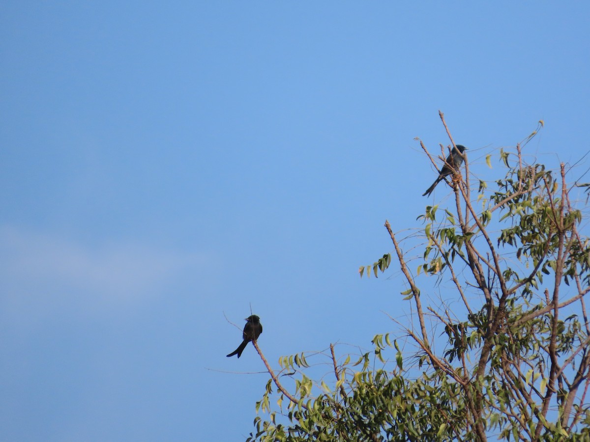 大卷尾 - ML647400867