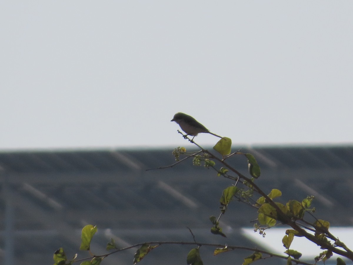 Bay-backed Shrike - ML647400868