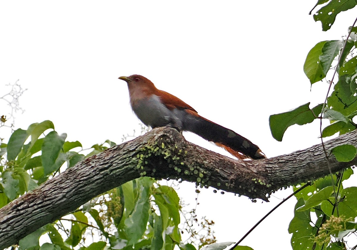 Common Squirrel-Cuckoo - ML647400870