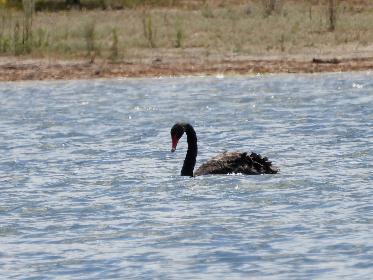 黑天鵝 - ML647400871