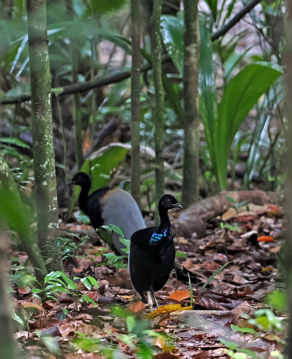 Gray-winged Trumpeter - ML647400872