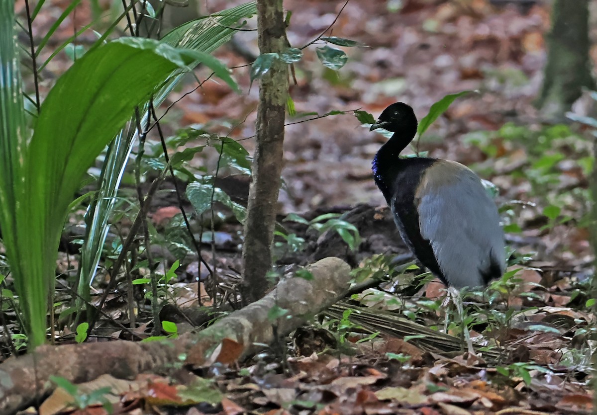 Gray-winged Trumpeter - ML647400873