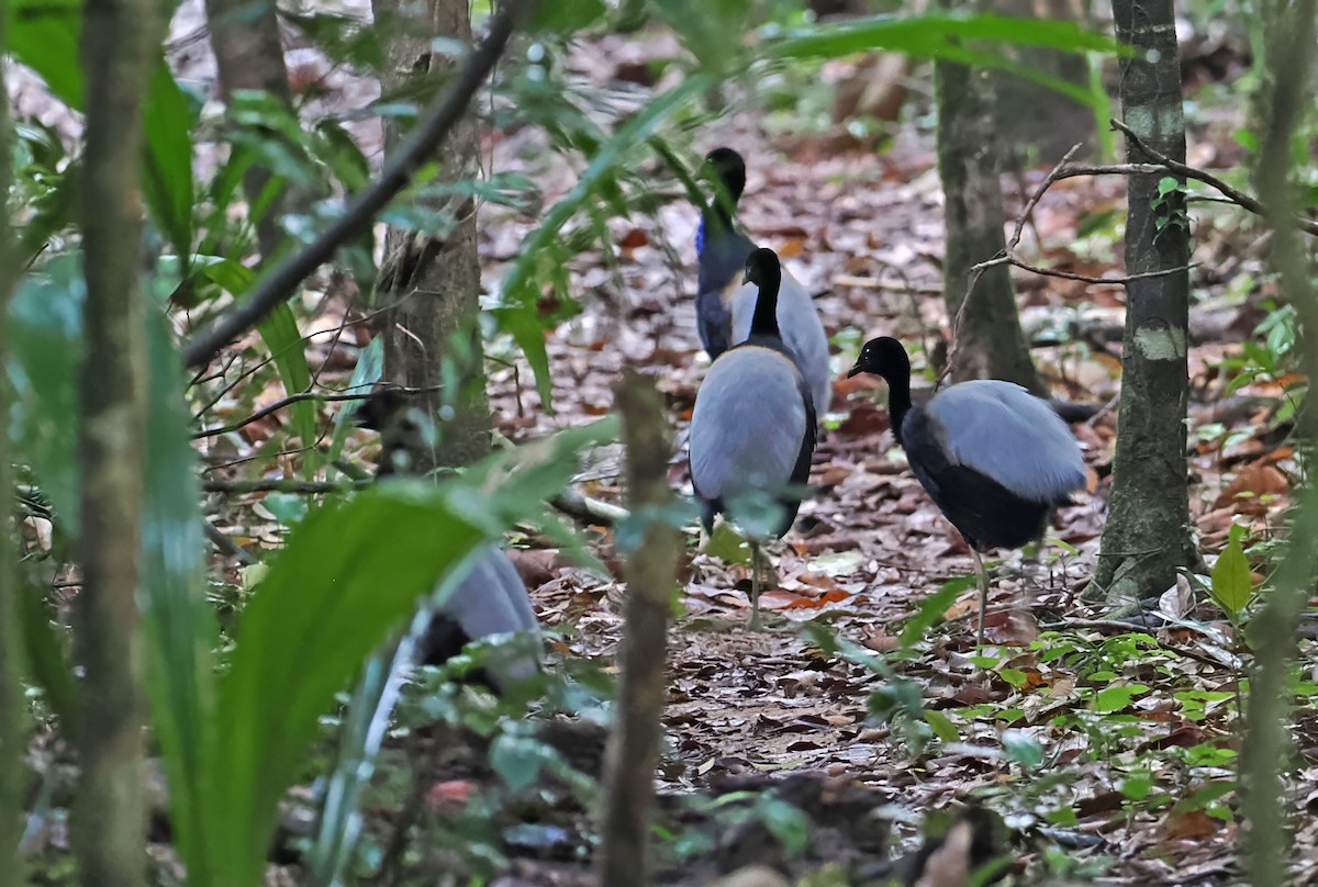 Gray-winged Trumpeter - ML647400874