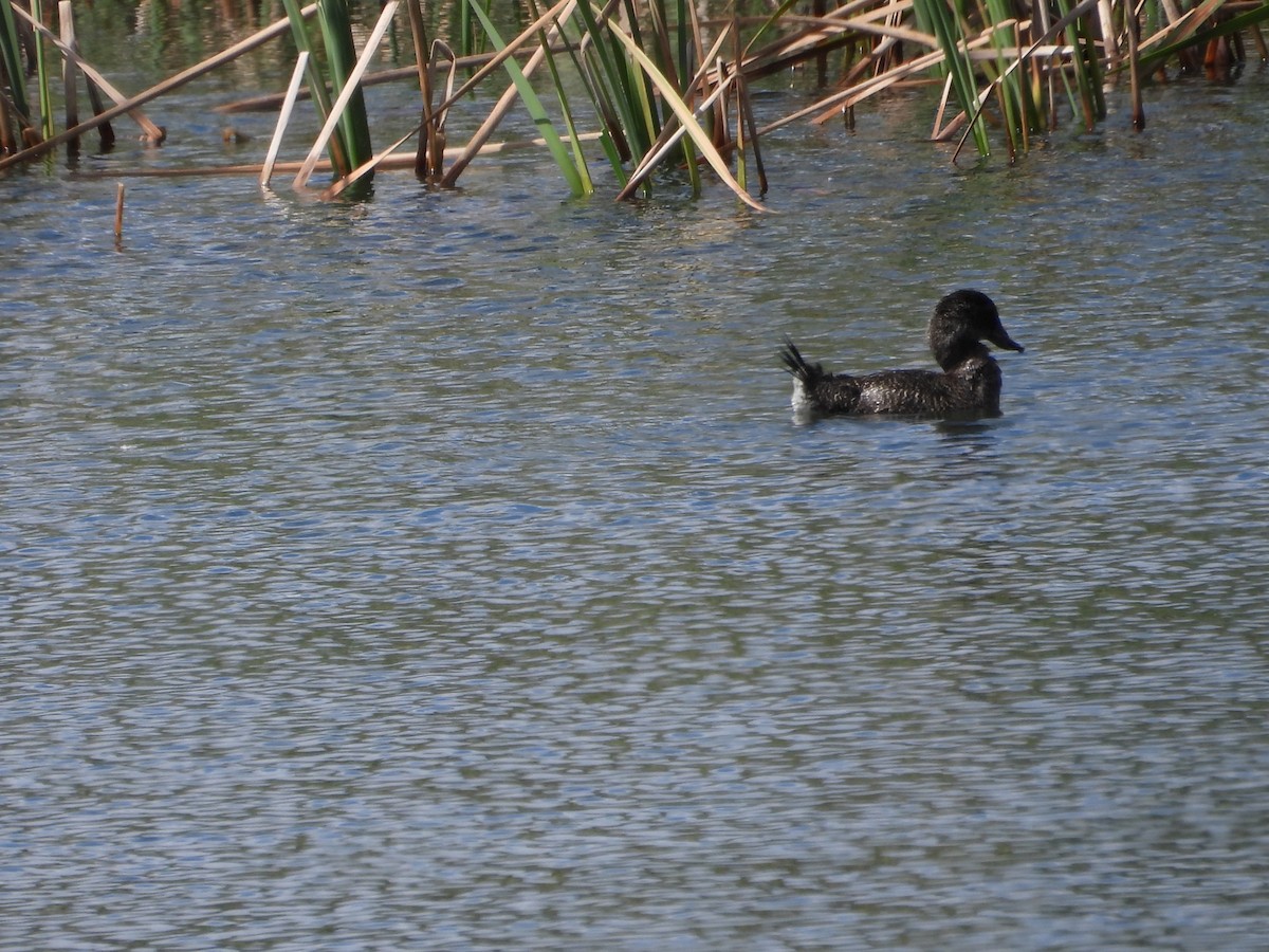 Blue-billed Duck - ML647400886