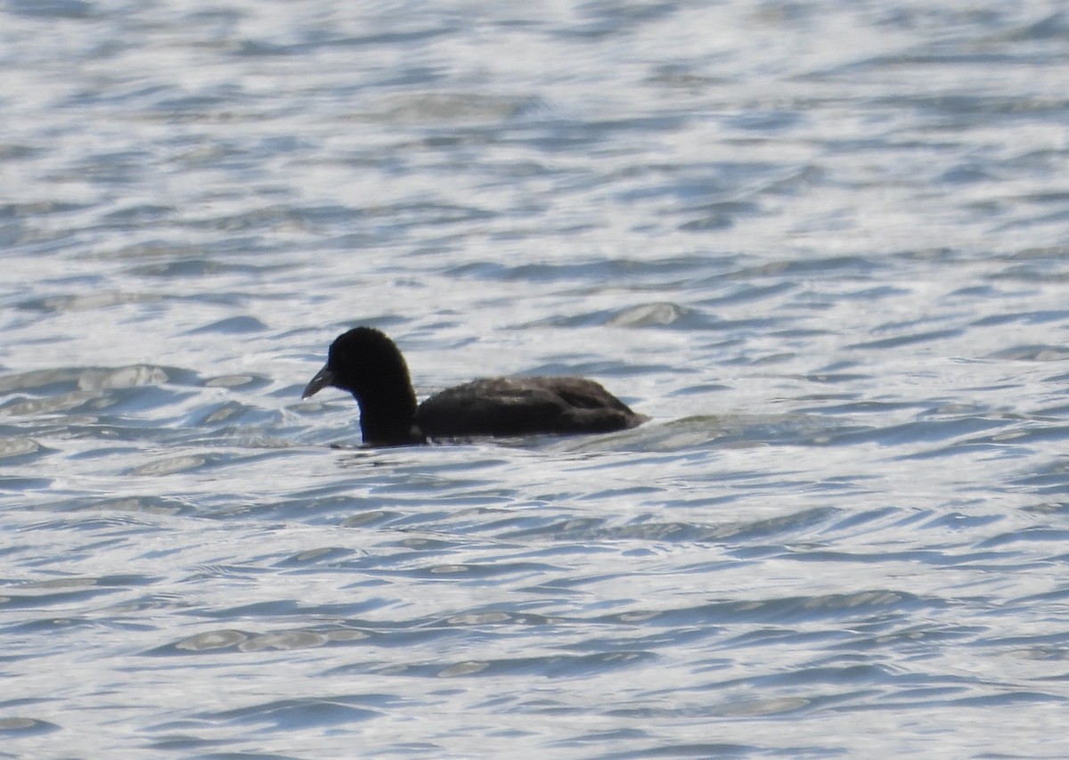 Eurasian Coot - ML647400887