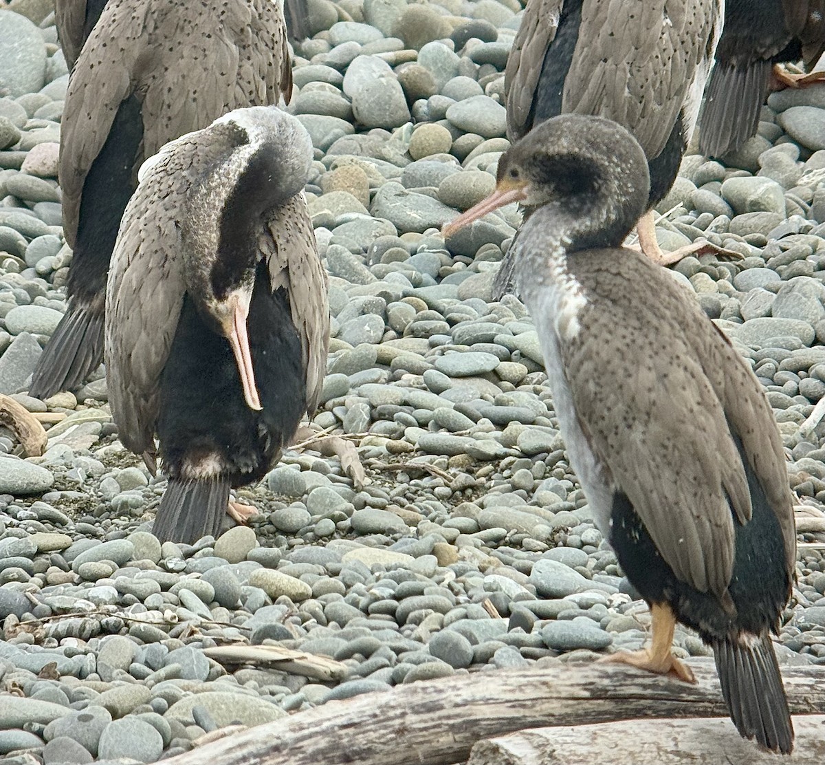Spotted Shag - ML647400892